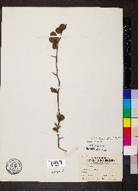 Crataegus berberifolia image