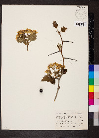 Crataegus mollis image