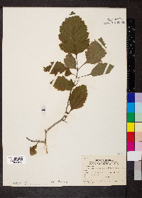 Crataegus mollis image