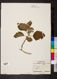Crataegus mollis image