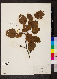 Crataegus mollis image