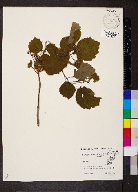 Crataegus mollis image