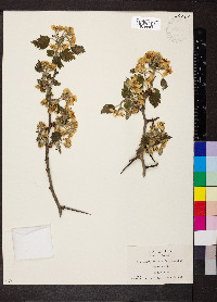 Crataegus mollis image