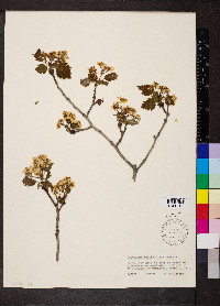Crataegus mollis image