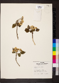 Crataegus mollis image