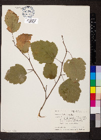 Crataegus mollis image