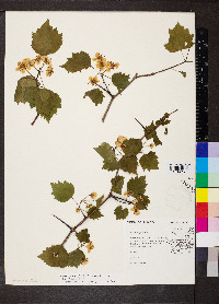 Crataegus pruinosa image