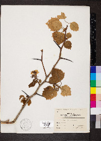 Crataegus pruinosa image