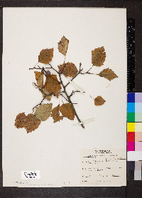 Crataegus pruinosa image