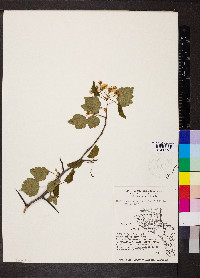 Crataegus pruinosa image