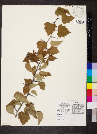 Crataegus pruinosa image