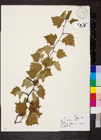 Crataegus pruinosa image