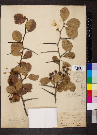 Crataegus pratensis image