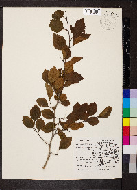 Crataegus punctata image