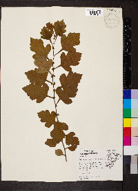 Crataegus spathulata image