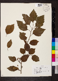 Crataegus succulenta image