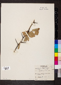 Crataegus viridis image