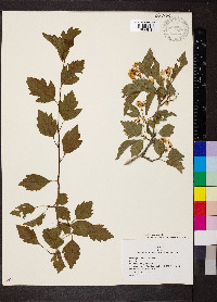 Crataegus viridis image