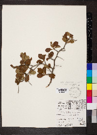 Crataegus crus-galli var. bellica image