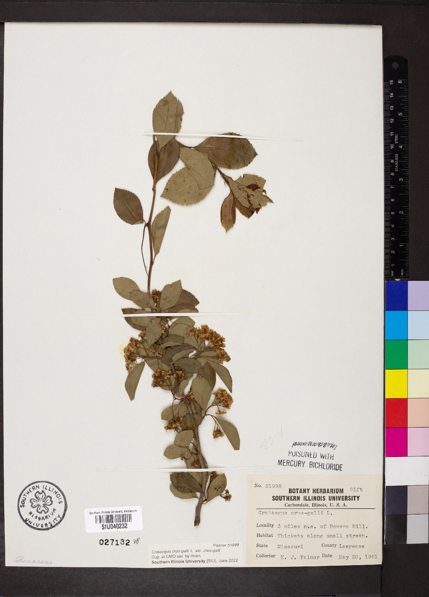 Crataegus crus-galli var. crus-galli image