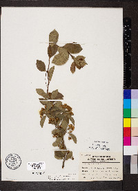 Crataegus crus-galli var. crus-galli image