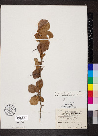 Crataegus crus-galli var. crus-galli image