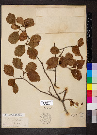 Crataegus calpodendron image