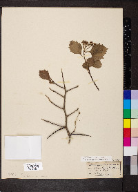 Crataegus calpodendron image
