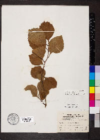 Crataegus calpodendron image