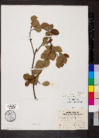 Crataegus collina var. hirtiflora image