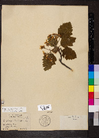 Crataegus mollis image