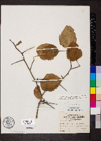 Crataegus mollis image