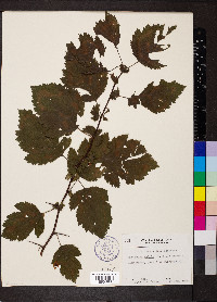 Crataegus mollis image