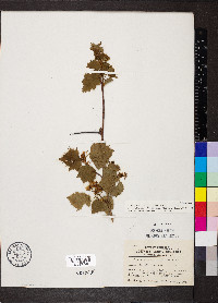 Crataegus pruinosa image