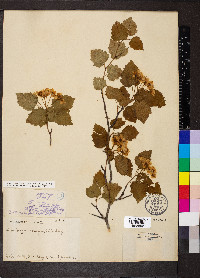 Crataegus pruinosa var. magnifolia image