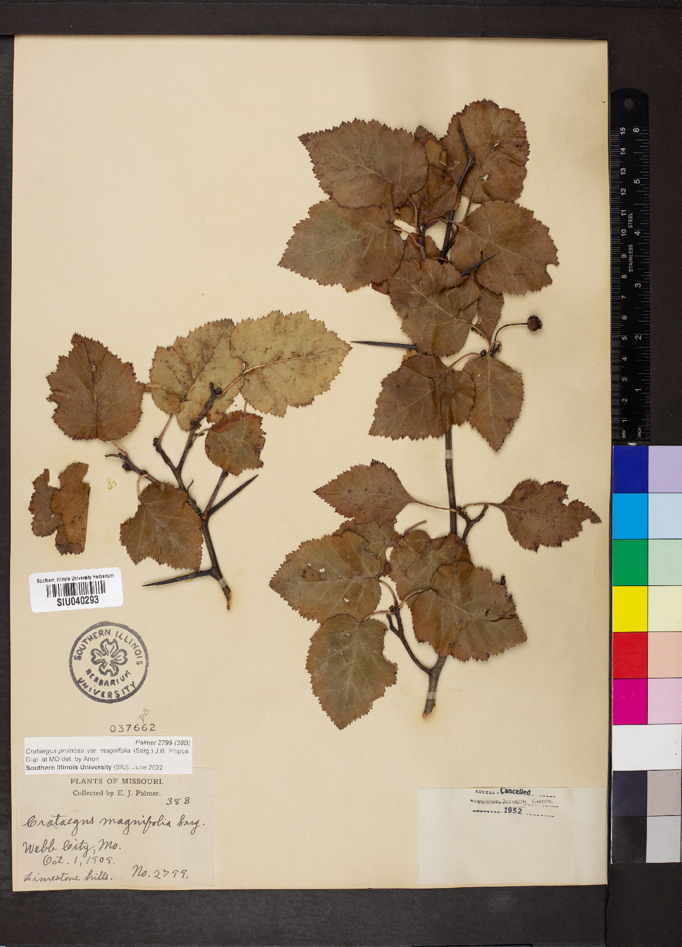 Crataegus pruinosa var. magnifolia image