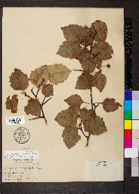 Crataegus pruinosa var. magnifolia image