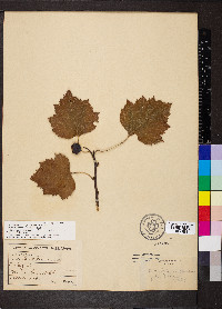 Crataegus pruinosa image