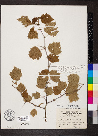 Crataegus pruinosa var. rugosa image