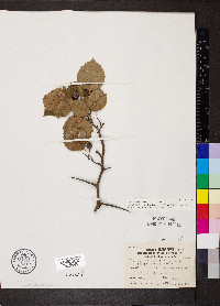 Crataegus pruinosa var. virella image