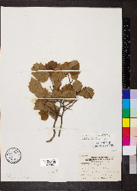 Crataegus pruinosa var. rugosa image