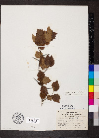 Crataegus pruinosa var. rugosa image