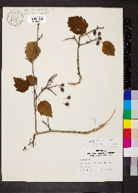 Crataegus pruinosa image