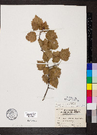 Crataegus pruinosa var. rugosa image