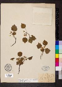 Crataegus pruinosa var. rugosa image