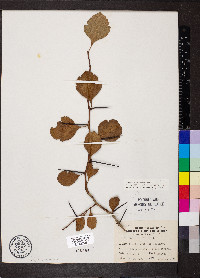 Crataegus reverchonii image