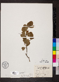 Crataegus viridis var. viridis image