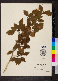 Crataegus viridis image