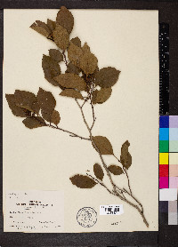 Crataegus viridis image