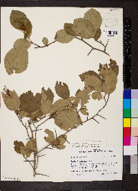 Crataegus ashei image